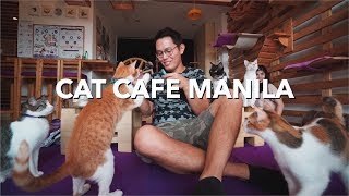 CAT Cafe Manila! (Cute Cats in the Philippines)