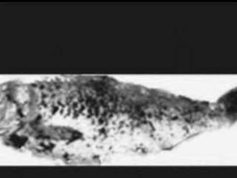 A Dead Fish Gains The Power Of Observation Video