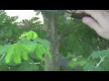 brazilian raintree