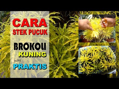 CARA STEK TANAMAN HIAS BROKOLI KUNING PRAKTIS # Vlog 20