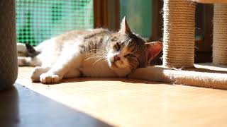 Uyuyan Kedi Videoları