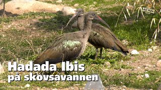 Hadada Ibis Er Flyttet Ind I Skovsavanne Volieren