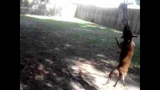 Coco My Apbt On The Springpole