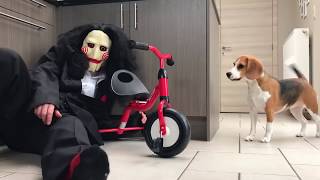 Funny Beagles get PRANKED with Halloween Costumes.