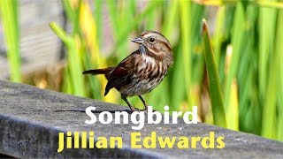 Watch Jillian Edwards Songbird video