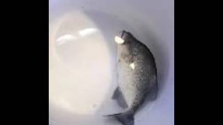 Geryi Piranha 9-10