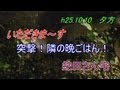 突撃隣の晩ごはん『蛇田』(h25.10.10)