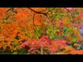 三瀧寺の秋を歩く　Walk The Mitaki temple,Hiroshima,Japan