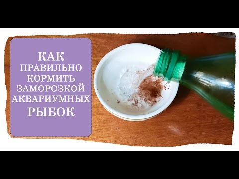 Приготовление корма для аквариумных рыб в домашних условиях
