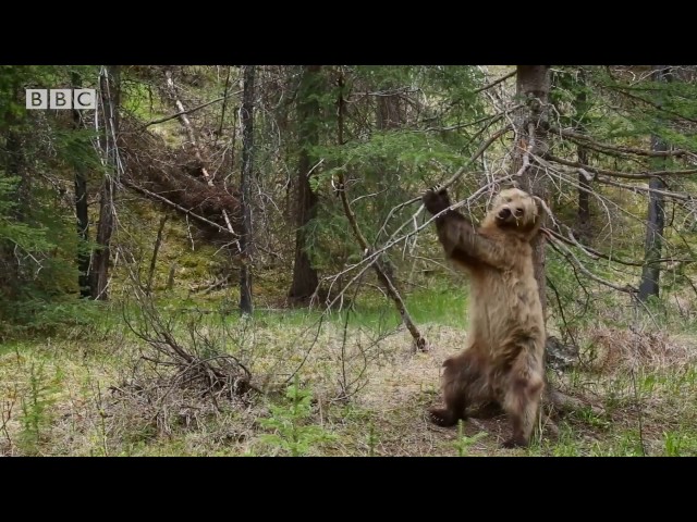 Bears Dancing To ‘Jungle Boogie’ (Planet Earth II) - Video