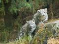 Snow Leopard KITTENS!