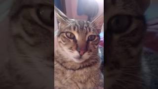 Gato Reagindo Música Do Pablo Vittar - K.o
