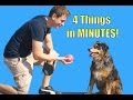 Como ensinar o seu can a facer 4 cousas en minutos (rolar, xogar mortos, sentir, deitarse)