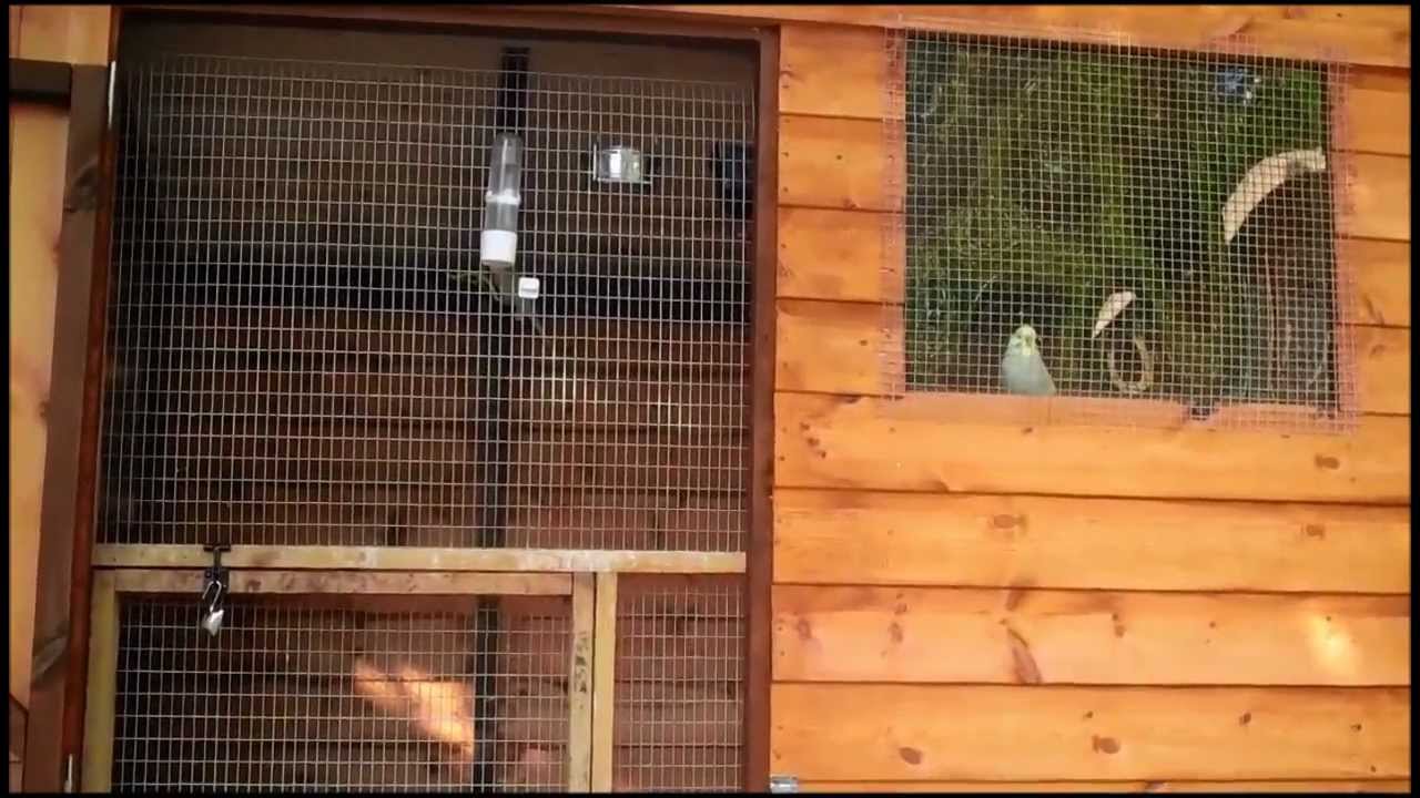 The Budgies In Their Winte   r Aviary Shed - YouTube