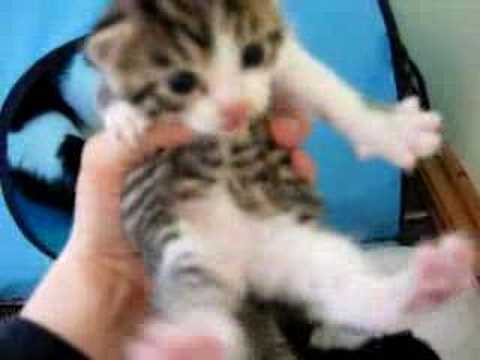 Worlds Smallest Cat [WORLD