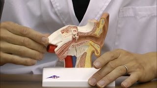 平衡聴覚器，1．5倍大モデル：動画