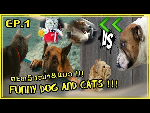 Funny- dog and cats|| รวมคลิปหมาแมวฮาๆ||ລວມຄິບນ້ອງຫມາແມວຕະຫລົກໆ ep.1