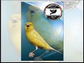 Canary