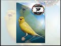 Canary