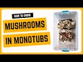 How to Grow Mushrooms in a Monotub