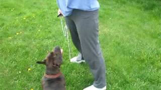 Staffordshire Bull Terrier Fighting With Stick.