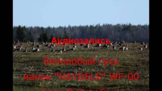 фото гусь белолобый онлайн фото гусь белолобый