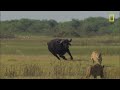 bull