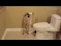 Dogs Are Man's Best Fails!! (May 2018) | FailArmy