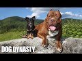 Hulk &amp; The Chihuahua With The Pit Bull Attitude: DOG DYNASTY