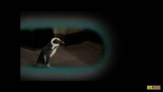 Penguins Of Madagascar Mcdonalds Happy Meal Commercial 2010