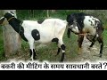 Goat Meeting🐐Goat Meeting💦Goat Cross What precautions should be taken at the time of goat meeting? own employment