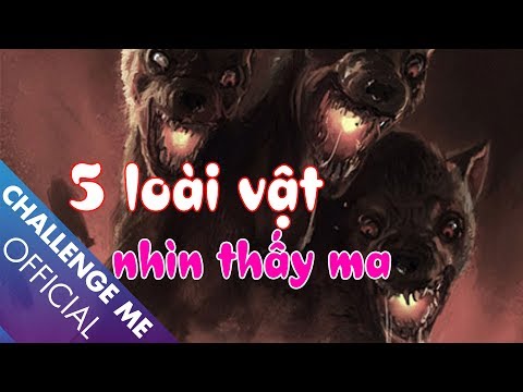 5 loài vật có thể nhìn thấy ma