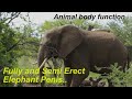 Erect and Semi erect Elephant Penis / South Africa / africanwildlifeonline