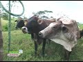 ganado leche