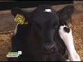 ganado leche