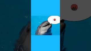 A short sound of a dolphin for swearing a mat. Звук запикивания дельфин. Звук из орла и решки