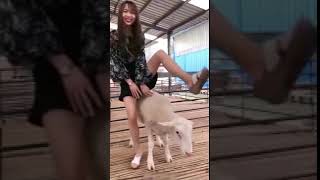 Sheep Riding