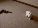 Reticulated Python striking a (LIVE FEEDER) rabbit
