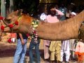 plz don't try this style (camel cutting)