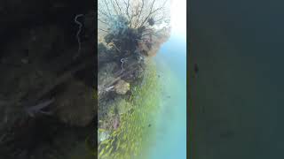 Underwater Yellow River And Mive Fan Coral
