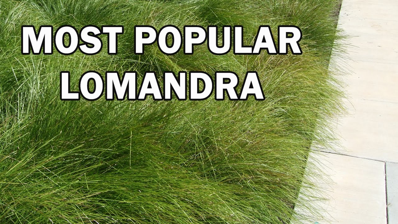 TANIKA® Lomandra is a drought tolerant landscape plant ...