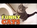 Funny Cats Compilation - Funny videos 2015 #2 Funny Cats Compilation - Funny videos 2015 #2