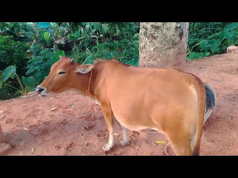 bò đẹp chỉ giá 5 triệu. trâu giống. bò giống trâu chọi