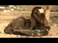 Видео Goats in Sonepur