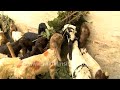 Video Goats in Sonepur