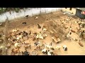 Goats in Sonepur