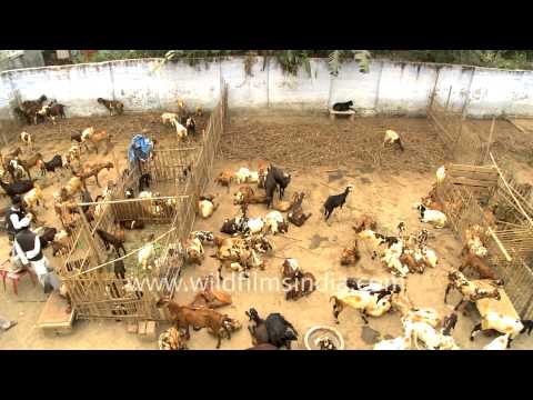 Goats in Sonepur