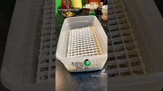 Setting Up Eggs For Incubation.