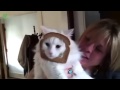 image Kucing Lucu Funny Bread Cat S Compilation 2014 Hd Lucu
