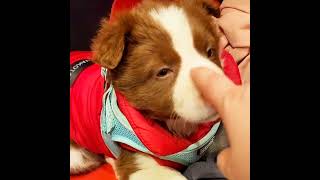 Who Wants To Adopt Me?